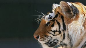 Preview wallpaper tiger, peace, pet, predator
