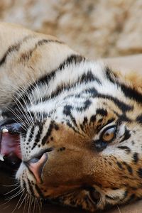 Preview wallpaper tiger, playful, down, predator