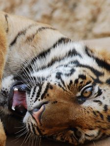 Preview wallpaper tiger, playful, down, predator