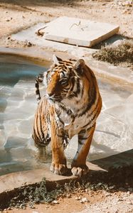 Preview wallpaper tiger, pool, big cat, predator