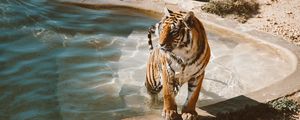 Preview wallpaper tiger, pool, big cat, predator