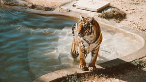 Preview wallpaper tiger, pool, big cat, predator