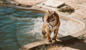 Preview wallpaper tiger, pool, big cat, predator