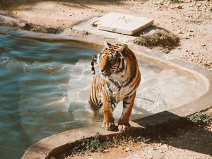Preview wallpaper tiger, pool, big cat, predator