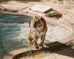 Preview wallpaper tiger, pool, big cat, predator