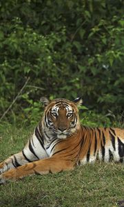 Preview wallpaper tiger, pose, animal, big cat