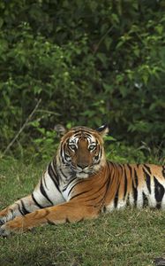 Preview wallpaper tiger, pose, animal, big cat