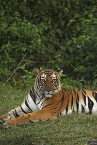Preview wallpaper tiger, pose, animal, big cat