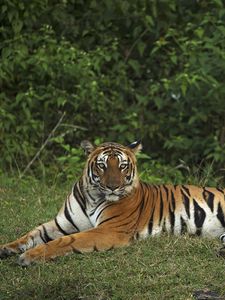 Preview wallpaper tiger, pose, animal, big cat