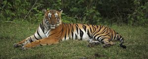 Preview wallpaper tiger, pose, animal, big cat