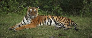Preview wallpaper tiger, pose, animal, big cat