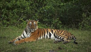 Preview wallpaper tiger, pose, animal, big cat