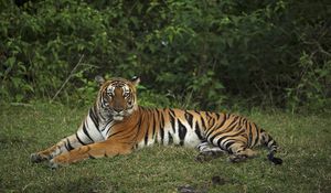 Preview wallpaper tiger, pose, animal, big cat