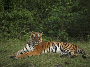 Preview wallpaper tiger, pose, animal, big cat