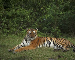 Preview wallpaper tiger, pose, animal, big cat