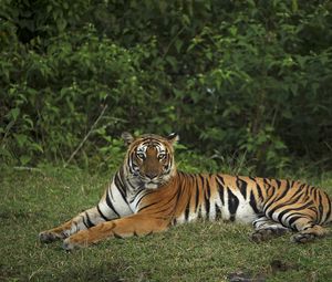 Preview wallpaper tiger, pose, animal, big cat