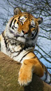 Preview wallpaper tiger, pose, paw, predator, big cat