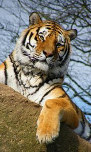 Preview wallpaper tiger, pose, paw, predator, big cat
