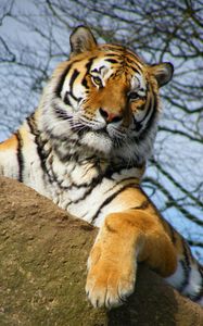 Preview wallpaper tiger, pose, paw, predator, big cat