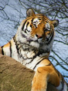 Preview wallpaper tiger, pose, paw, predator, big cat