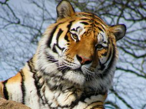 Preview wallpaper tiger, pose, paw, predator, big cat