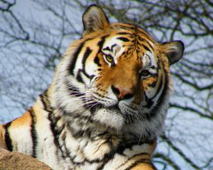 Preview wallpaper tiger, pose, paw, predator, big cat