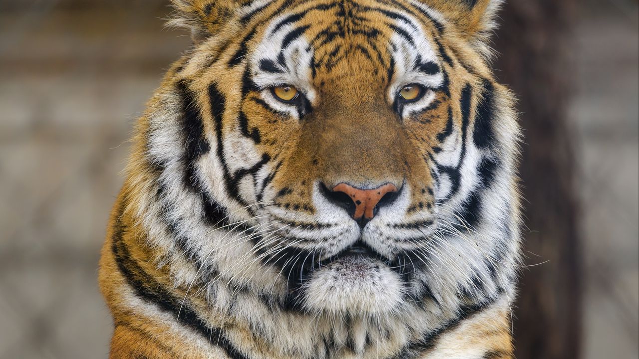 Wallpaper tiger, pose, paws, predator, big cat, animal