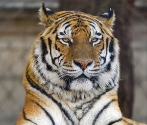 Preview wallpaper tiger, pose, paws, predator, big cat, animal