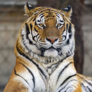 Preview wallpaper tiger, pose, paws, predator, big cat, animal