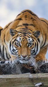 Preview wallpaper tiger, pose, predator, big cat, wildlife, striped