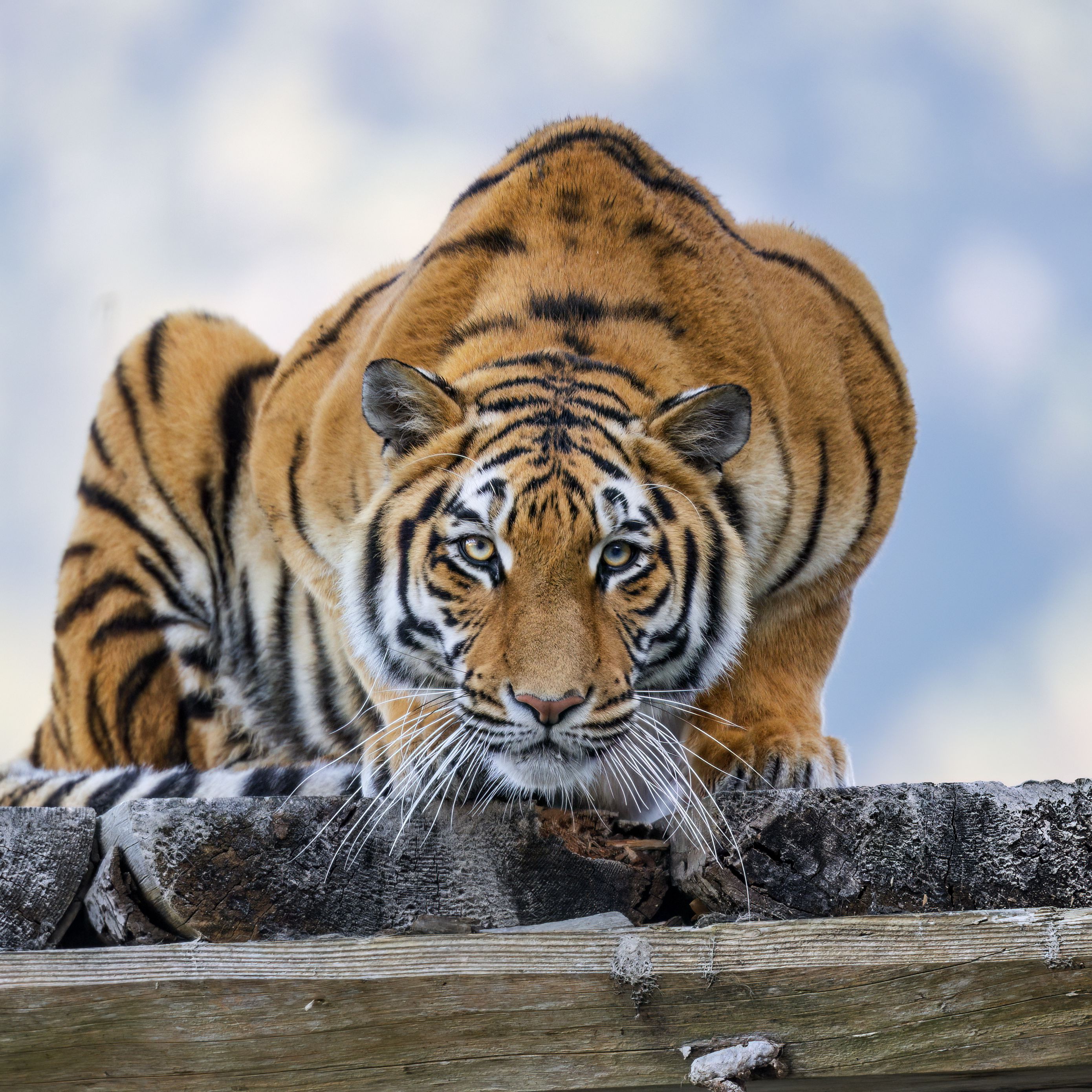 2780x2780 Wallpaper tiger, pose, predator, big cat, wildlife, striped