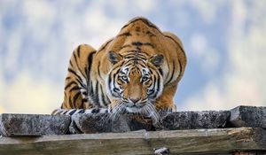 Preview wallpaper tiger, pose, predator, big cat, wildlife, striped