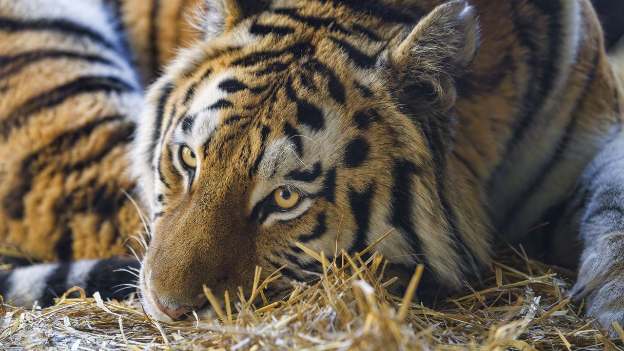 Wallpaper tiger, pose, predator, big cat, grass, dry, animal
