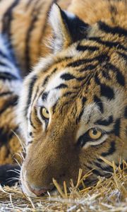 Preview wallpaper tiger, pose, predator, big cat, grass, dry, animal