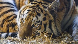 Preview wallpaper tiger, pose, predator, big cat, grass, dry, animal