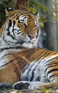 Preview wallpaper tiger, pose, predator, big cat, animal