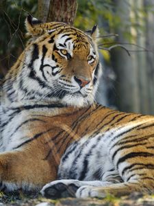 Preview wallpaper tiger, pose, predator, big cat, animal