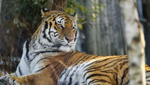 Preview wallpaper tiger, pose, predator, big cat, animal