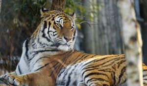 Preview wallpaper tiger, pose, predator, big cat, animal