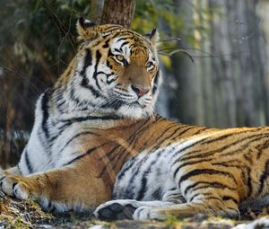 Preview wallpaper tiger, pose, predator, big cat, animal