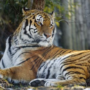 Preview wallpaper tiger, pose, predator, big cat, animal