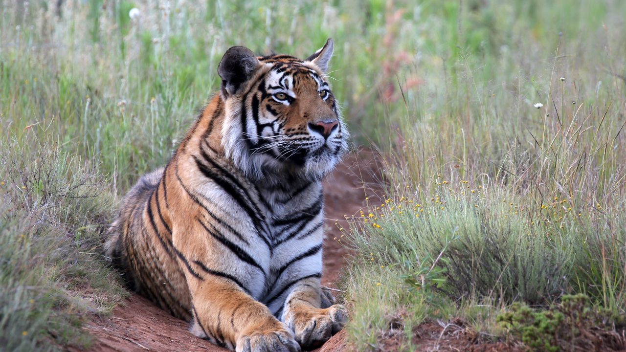 Wallpaper tiger, pose, predator, big cat, wildlife