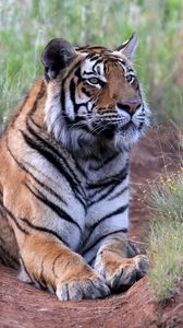 Preview wallpaper tiger, pose, predator, big cat, wildlife