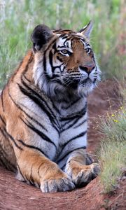 Preview wallpaper tiger, pose, predator, big cat, wildlife