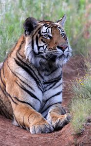 Preview wallpaper tiger, pose, predator, big cat, wildlife