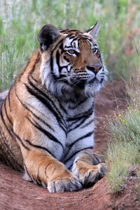 Preview wallpaper tiger, pose, predator, big cat, wildlife