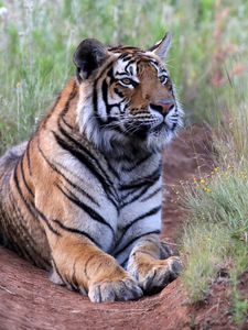 Preview wallpaper tiger, pose, predator, big cat, wildlife