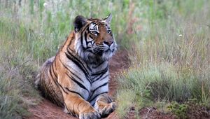 Preview wallpaper tiger, pose, predator, big cat, wildlife