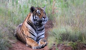 Preview wallpaper tiger, pose, predator, big cat, wildlife