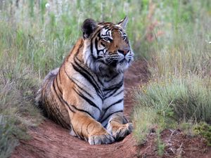 Preview wallpaper tiger, pose, predator, big cat, wildlife